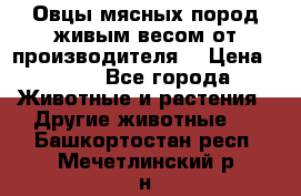 Овцы мясных пород живым весом от производителя. › Цена ­ 110 - Все города Животные и растения » Другие животные   . Башкортостан респ.,Мечетлинский р-н